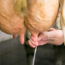 Ingmanilla uskotaan, että maidontuotannon kannattavuus nousee.