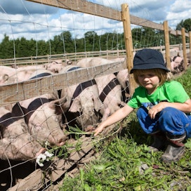 Neljävuotias Eino Horna on innokas sikojen hoitaja. Uteliaat ja tuttavalliset siat maistelevat mielellään Einon tarjoamia siankärsämöitä. Hornan perinteisellä sikatilalla vapaita possuja on kasvatettu toukokuusta asti.