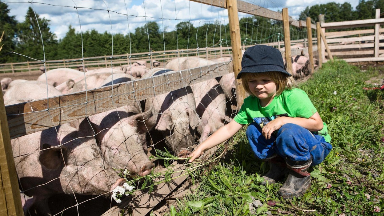 Neljävuotias Eino Horna on innokas sikojen hoitaja. Uteliaat ja tuttavalliset siat maistelevat mielellään Einon tarjoamia siankärsämöitä. Hornan perinteisellä sikatilalla vapaita possuja on kasvatettu toukokuusta asti.