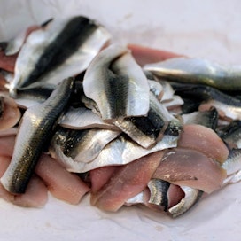 Silakka on määrältään suomalaisen kalastuselinkeinon tärkein saalislaji.