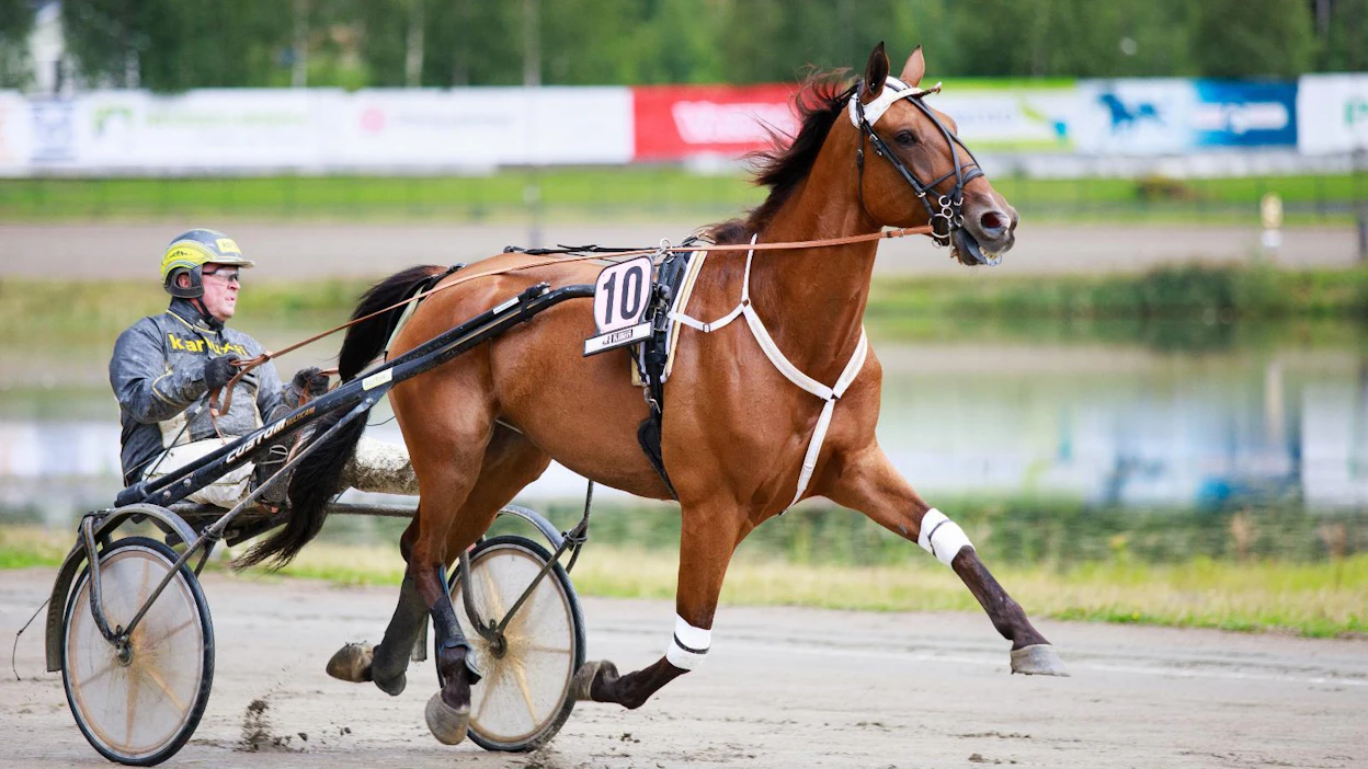 Kuvan Poetry in Motion lähtee lauantaina kahden viime talven tavoin kokeilemaan montéta ohjastajanaan Maija Forss. Lähtöpaikka on nopealle avaajalle hyvä.