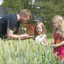 Ypäjäläinen Heikki Perho kävi perjantaina tyttäriensä Meerin ja Liinan kanssa katsomassa, miltä Magnifik-syysvehnä näyttää tilan pelloilla Ypäjänkylässä. Kari Salonen