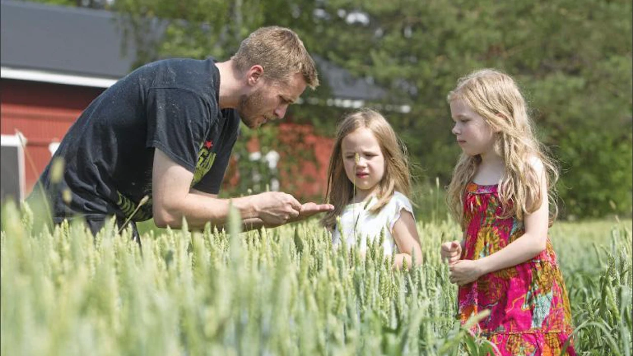 Ypäjäläinen Heikki Perho kävi perjantaina tyttäriensä Meerin ja Liinan kanssa katsomassa, miltä Magnifik-syysvehnä näyttää tilan pelloilla Ypäjänkylässä. Kari Salonen