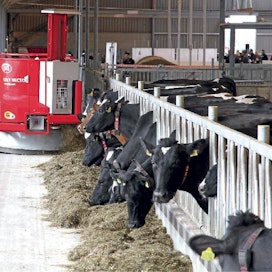 Lely Vector sekoittaa ja jakaa   rehun automaattisesti. Kahden kuution säiliöllä varustetun Vectorin luvataan ruokkivan 300 eläimen karjan.