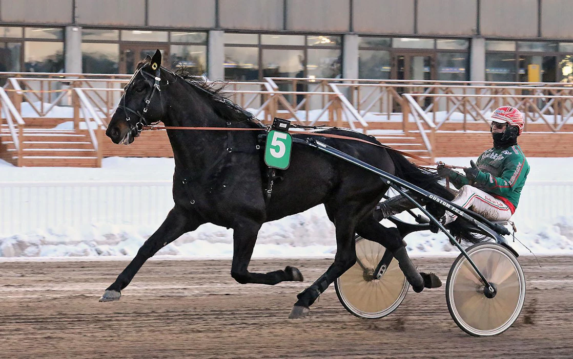 Run For Royaltyn nelivuotiskausi on käynnistynyt takkuillen. Kuvassa ori on valmistautumassa maaliskuiseen kauden aloitukseensa.