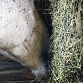 Heinäverkkoa käyttämällä voidaan pidentää hevosten heinän syömiseen käyttämää aikaa ja estää niitä sotkemasta heiniään.