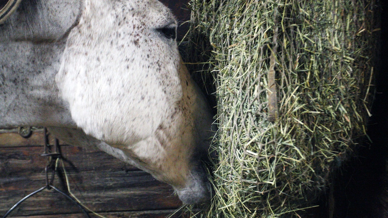 Heinäverkkoa käyttämällä voidaan pidentää hevosten heinän syömiseen käyttämää aikaa ja estää niitä sotkemasta heiniään.