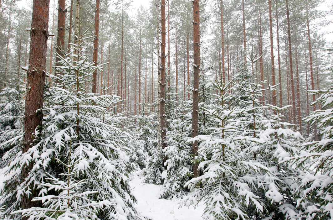 Metsälaki lisäsi metsänomistajan valinnanvapautta. Lakimuutoksen mahdollistama eri-ikäisrakenteinen metsänkasvatus on kuitenkin lähtenyt hyvin hitaasti liikkeelle.