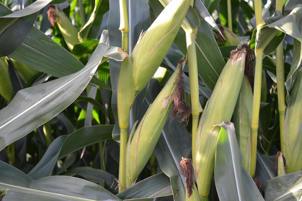 Maissia riittää, ennustaa FAO.