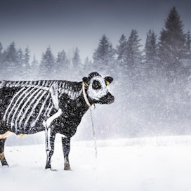Kuvan ottanut Tiina Jurvakainen valokuvaa harrastuksenaan. Usein kohteena ovat koirat, nyt kuvaan pääsi hiukan erikoisempi lehmä.