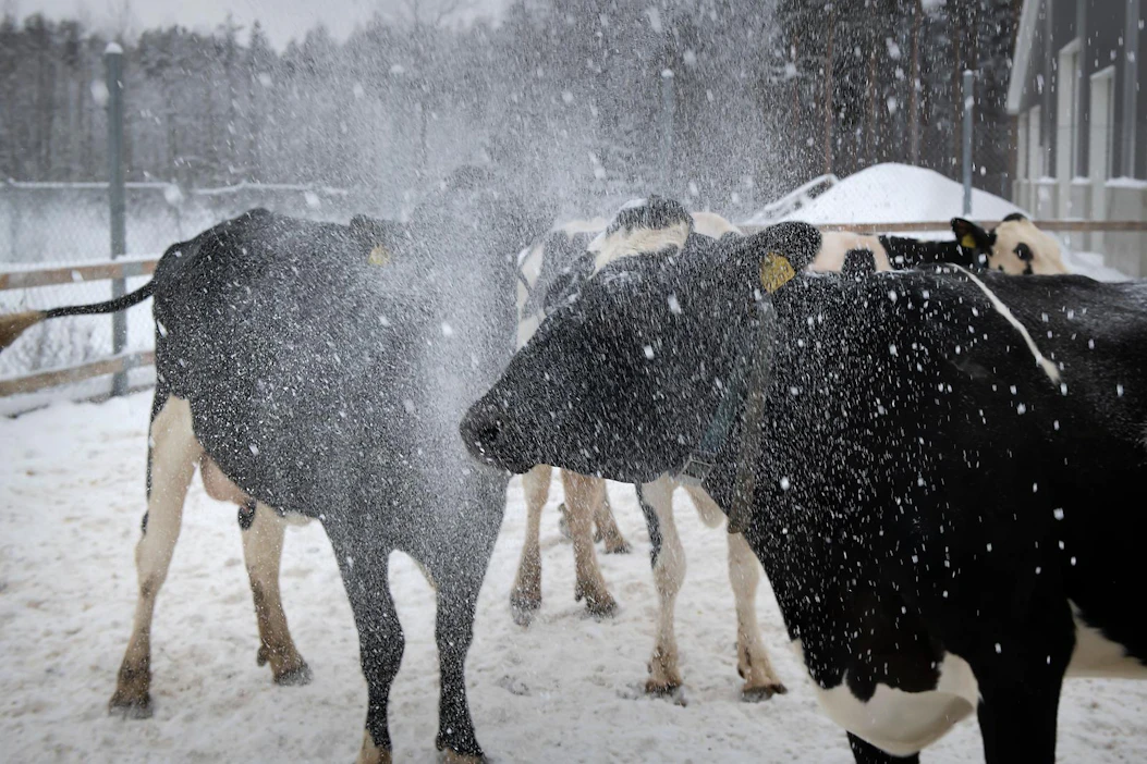Lehmät eivät hätkähdä pakkasta. Ulkoilu tekee hyvää muun muassa sorkkien terveydelle. Seinäjokelaisen Finnmilkin lehmät ulkoilemassa.