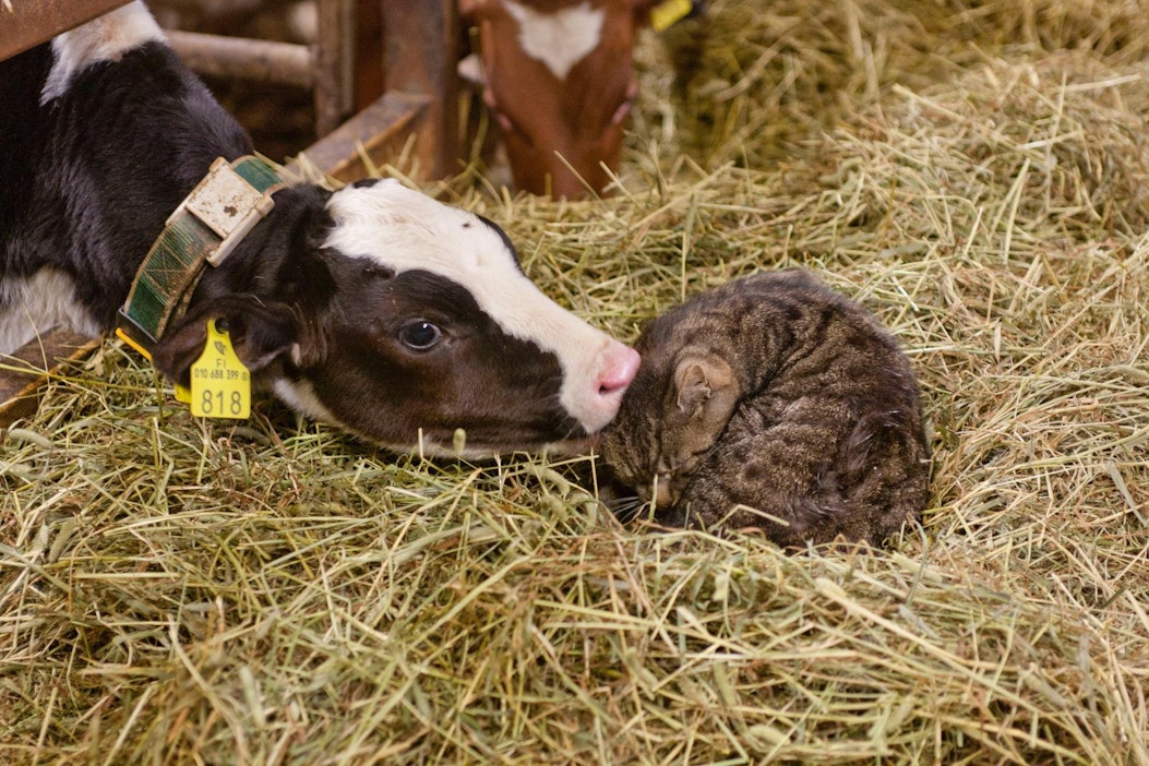 Leikki voi ylittää lajirajat.