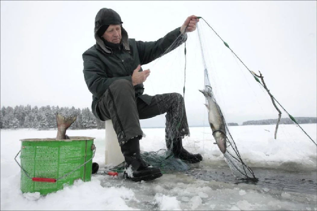 Kalatalousalue nostikuhan alamittaa ja suurensi talvikalastuksessa sallitun verkon pienintä silmäkokoa vuonna 2003. JuhaniPirskasen kuhat ja kuha-saaliit ovat kasvaneet Pohjois-Kallavedellä. Markku Vuorikari
