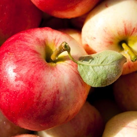 Punaposkinen Huvitus on Suomen vanhimpia omenalajikkeita.