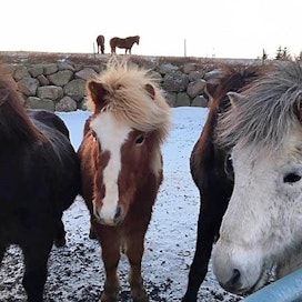 Islannissa on noin 80 000 hevosta, jotka kaikki ovat islanninhevosia. Niitä käytetään runsaasti matkailussa, mutta myös apuna muun muassa lampaiden paimennuksessa vuorilla. Kuvan islanninhevoset eivät liity veribisnekseen.