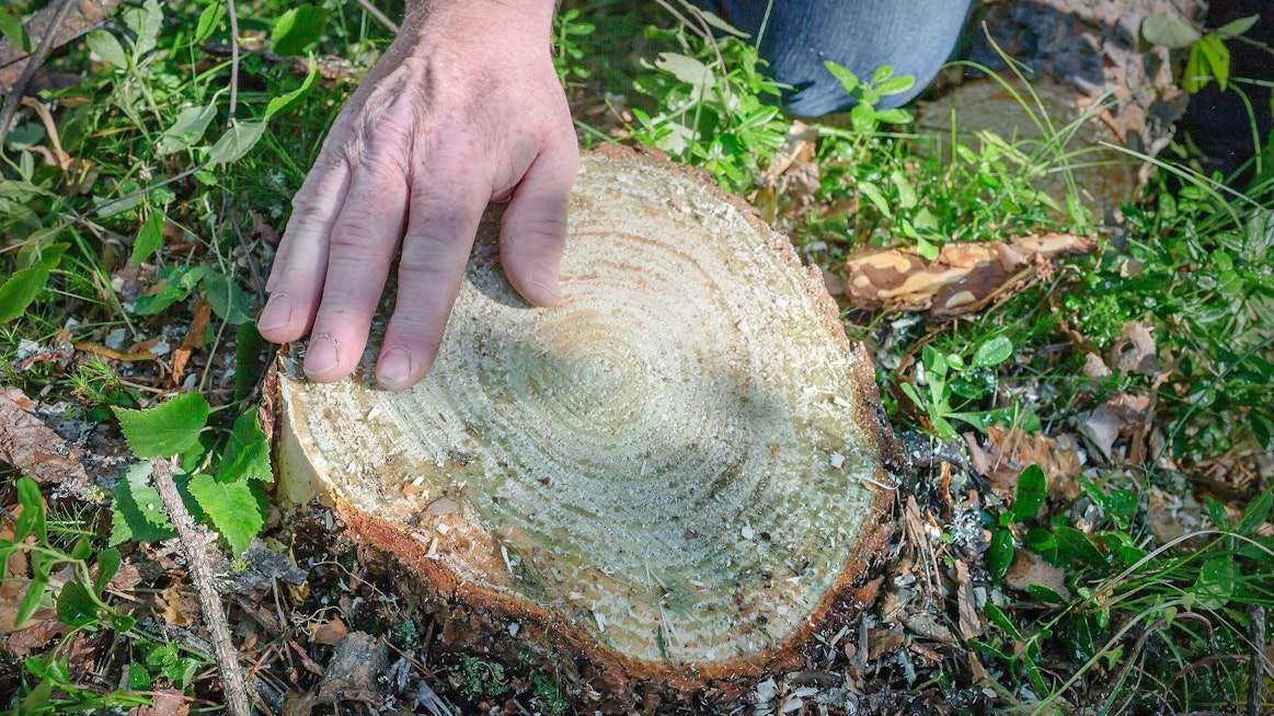 Uusi metsätuholaki vaatii kantokäsittelyä yli kymmensenttisille kannoille riskialueilla sulan maan aikana.