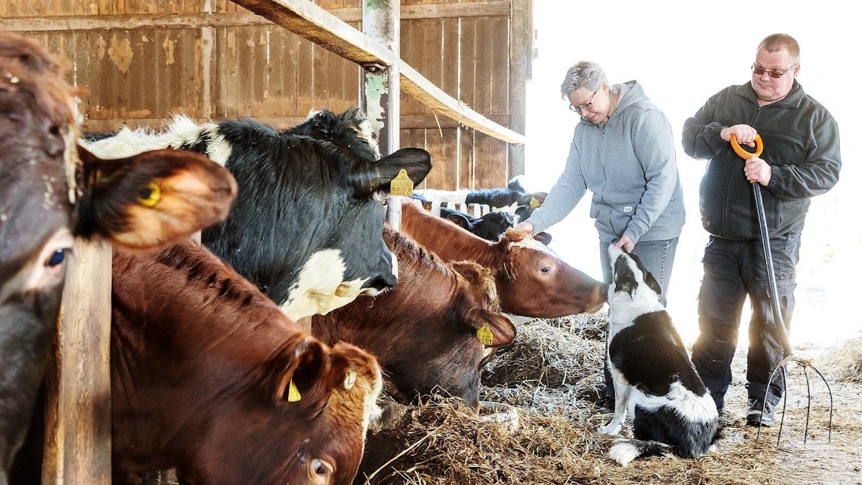 Kati Hyttinen ja Pentti Karttunen jatkavat maidon- ja lihantuotantoa sekä viljanviljelyä, kuten ennenkin. Luomun sijaan he yrittävät löytää jotain muita tapoja kehittää tuotantoa ja tilaa. Rellu-koira hoitaa oman tonttinsa.