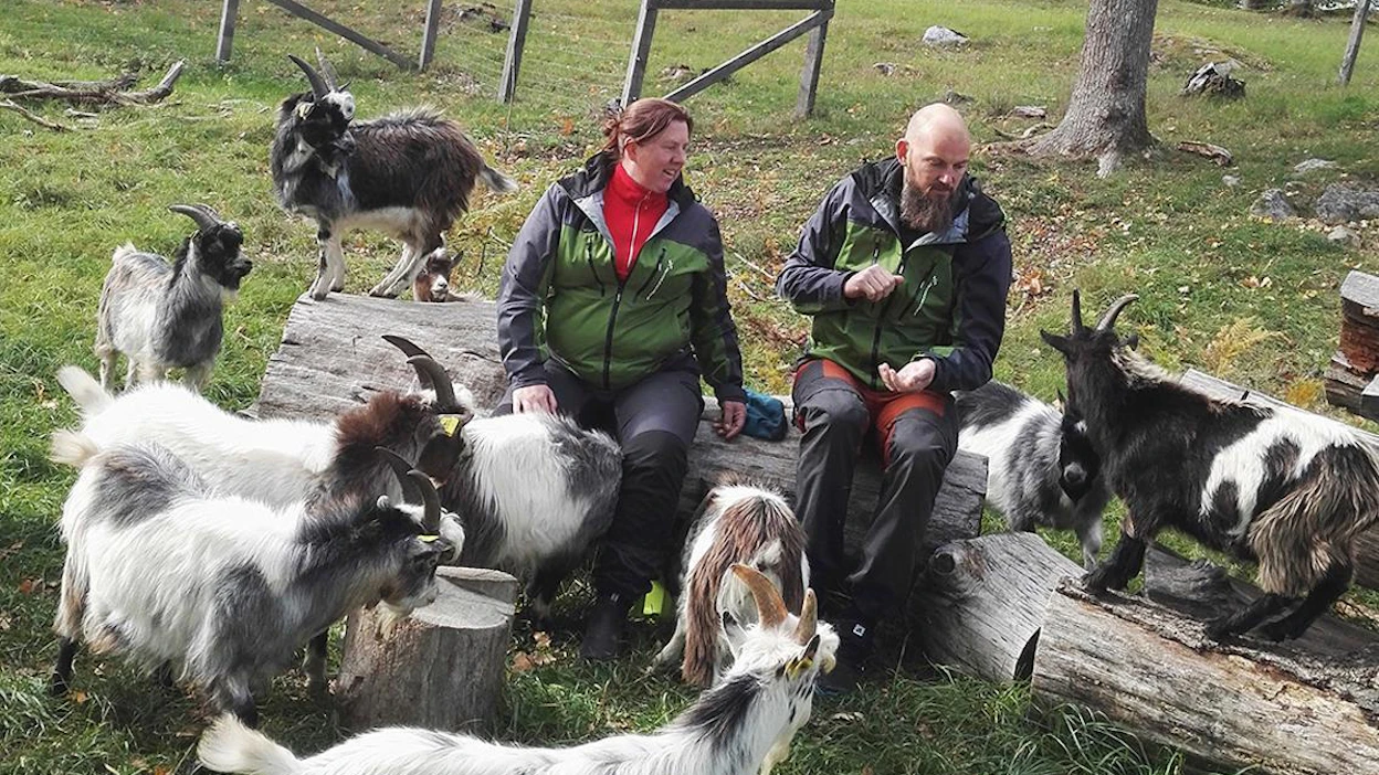 Anna ja Niklas Sundberg käyttävät paljon aikaa kilien kanssa etenkin silloin, kun ne ovat vasta tulleet syntymätiloiltaan maisemalaitumille.