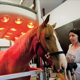 ”Solarium lämmittää hevosen lihakset ennen harjoitusta ja kuivattaa hikisen hevosenratsastuksen jälkeen”, Marjo Konttinen kertoo. Janne Nousiainen