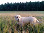Labradorinnoutaja Sylvin neuvokkaan toiminnan ansiosta sairaskohtauksen saanut omistaja sai ajoissa apua.