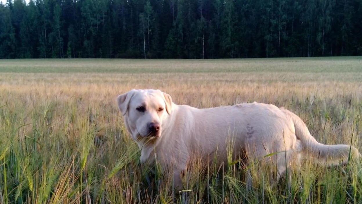 Labradorinnoutaja Sylvin neuvokkaan toiminnan ansiosta sairaskohtauksen saanut omistaja sai ajoissa apua.
