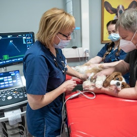 Eläinlääkäreille on kysyntää. Sydänspesialisti eläinlääkäri Kaisu Vuori ja hoitaja Jenni Uusiautti tekivät Nipsulle sydämen ultraäänikuvausta eläinsairaalassa Hämeenlinnassa. Vieressä koiranomistaja Pertti Nieminen.