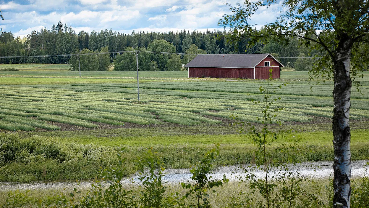 Tulevaisuuden viljalajikkeita Borealin koeruuduilla Jokioisilla. Kuva on otettu kesällä 2020.