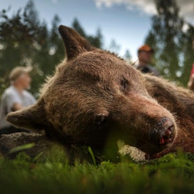 Viime metsästyskauden karhujahdin kokonaissaalis oli 305 karhua.
