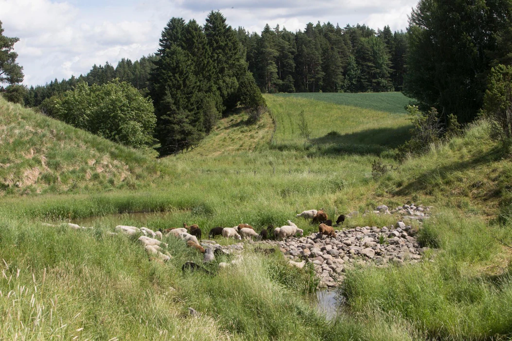 Kosteikko ja suojavyöhyke, jolla lampaat laiduntavat. Toimet edistävät paitsi luonnon monimuotoisuutta myös ravinteiden kulkeutumista vesistöihin.