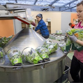 Kirstin Koldek ja Anneli Imara pakkaamassa salaattia Kyröntarhoilla. Markku Vuorikari