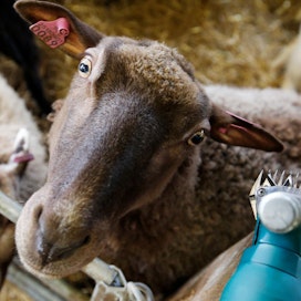 Suomalaiset lampaat tuottavat noin 90 000 kiloa villaa vuodessa.