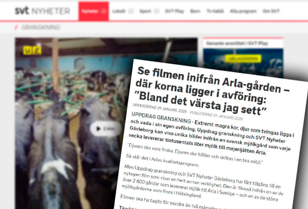Ruotsin televisio SVT:n julkaisemat videot ovat herättäneet paljon keskustelua ja myös eläinsuojelutoimia. Ison maitotilan navetassa on todettu olevan muun muassa liian ahdasta ja likaista.