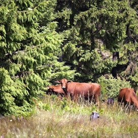 Nystun tilan lehmät laiduntavat metsälaitumilla. Samalla ne hoitavat metsää syömällä ja tallomalla kasvustoa. Marita Waenerberg