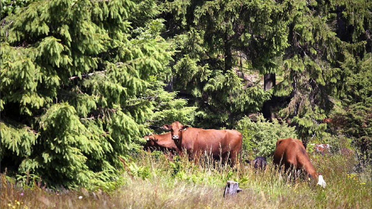 Nystun tilan lehmät laiduntavat metsälaitumilla. Samalla ne hoitavat metsää syömällä ja tallomalla kasvustoa. Marita Waenerberg