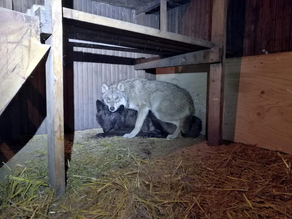 Orimattilasta poliisi löysi kotietsinnässä kaksi koiraeläintä, joita pidettiin ilman vettä ja ruokaa pimeässä, virtsalta ja ulosteelta haisevassa pihasaunassa.