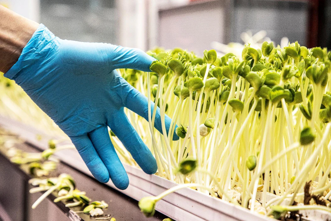 Aiempina vuosina salmonellaa on todettu enimmäkseen ulkomaisessa lihassa tai lihatuotteessa, mutta nyt sitä löytyi esimerkiksi tuoreyrteistä. Kuva on MT:n arkistosta, eikä se liity takaisinvetoihin.