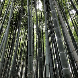 Bambumetsiä esiintyy maailman trooppisilla alueilla.