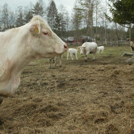 Laidunpankki-palvelu helpottaa yhdistämään karjanomistajia ja niitä, joilla olisi tarjota luonnonlaitumia. Tämä laidun sijaitsee Kangasalan Kirkkojärvellä.