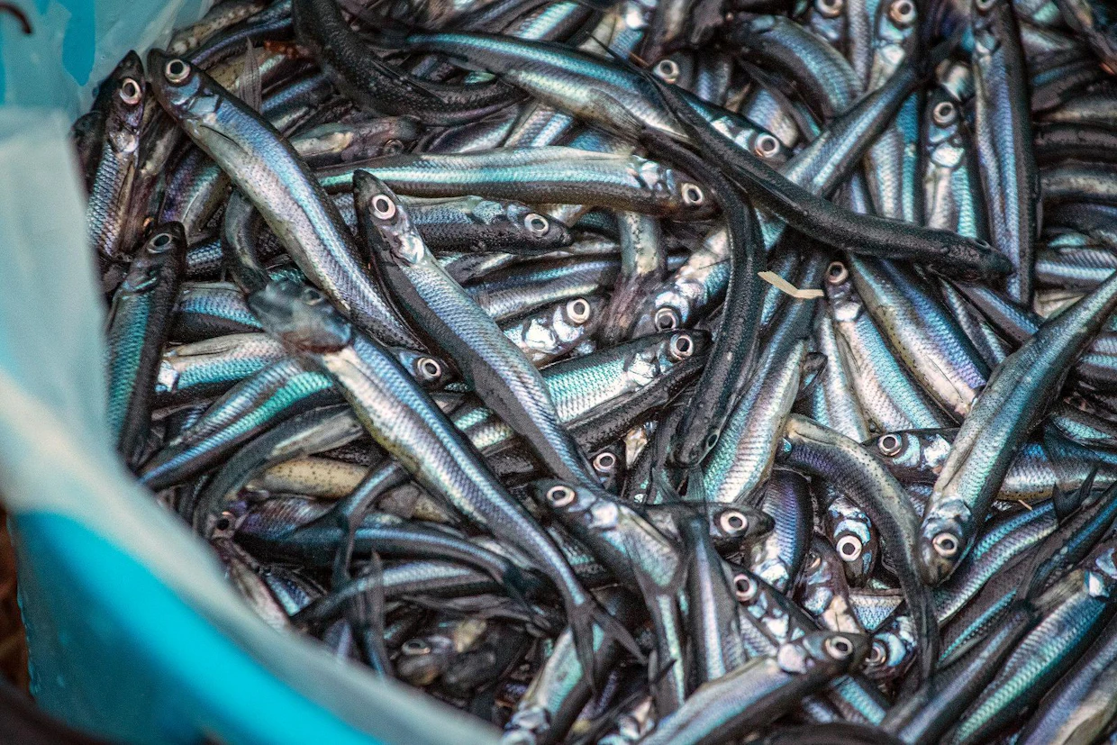 Luonnonkala on laaja kotimainen proteiinivarasto eri puolella Suomea, muistuttaa Luonnonvarakeskus.