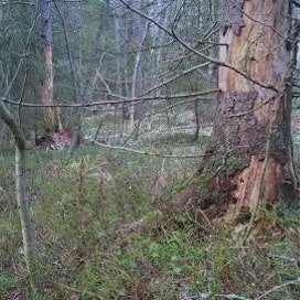 Haveri-Lampilan alue on havupuuvaltaista metsää.
