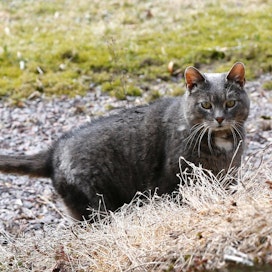 Kissojen saalistusta on tutkittu paljon esimerkiksi Britanniassa. Siellä on esitetty arvio, että kissat tappavat huhti–elokuun aikana 27 miljoonaa lintua.
