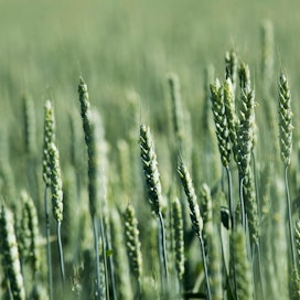 Strategie Grains ennustaa Euroopan viljasadon olevan tulevana kesänä viime kesää suurempi.