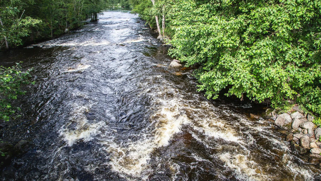 Mikkelissä sijaitseva Läsäkoski on yksi niistä koskista, joiden kalastus ja lupien myynti on keskeytetty toistaiseksi.