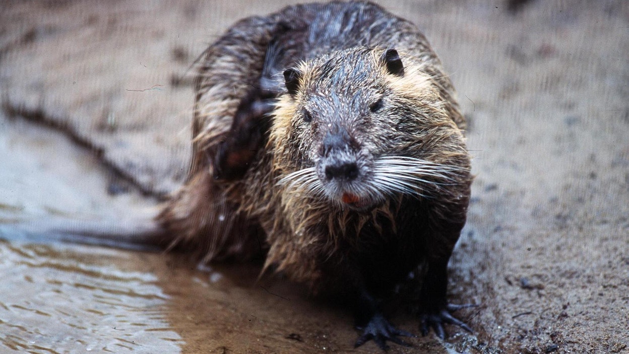Majavan veteen kaatamat puut estivät veden virtauksen siltarummuissa. LEHTIKUVA / JAAKKO AVIKAINEN