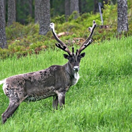 Metsäpeura on Suomessa uhanalaisuusluokituksessa luokiteltu silmälläpidettäväksi mutta ei uhanalaiseksi.