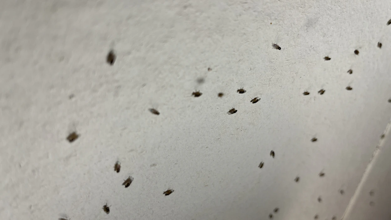 Asunnossa parveilevat kärpäset voivat aiheuttaa pahaa mieltä, mutta olkikärpäsistä ei ole ihmisille mitään haittaa.