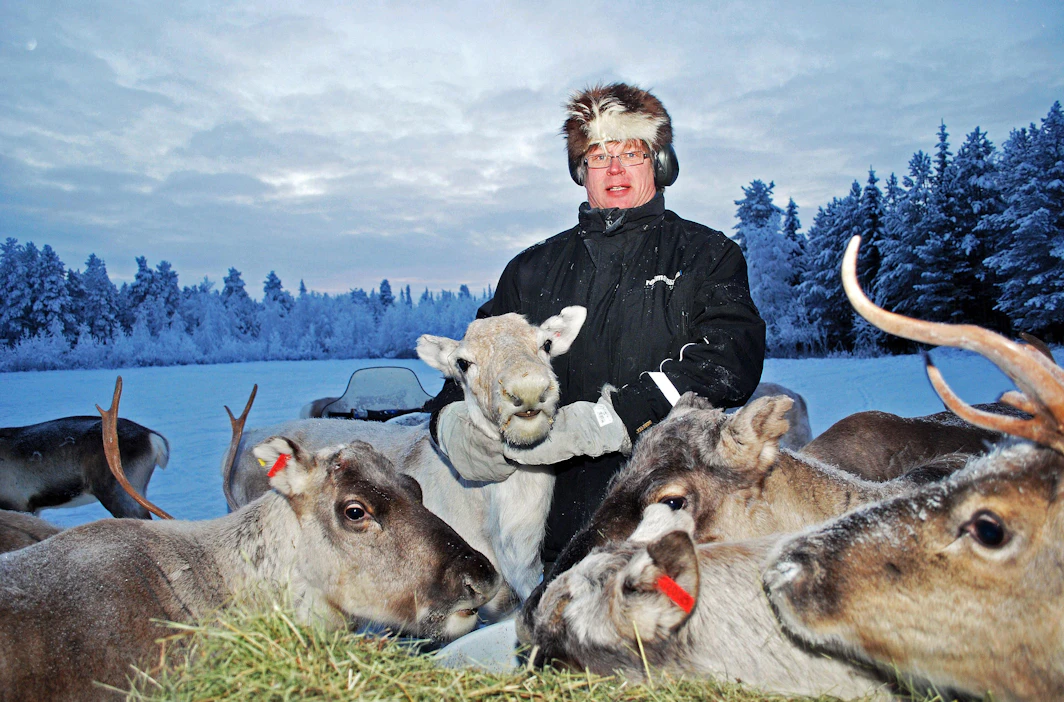 Poromies Juhani Maijalan porot talvehtivat ruokintatarhassa, sillä talousmetsissä niille ei ole riittävästi ravintoa.