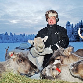 Poromies Juhani Maijalan porot talvehtivat ruokintatarhassa, sillä talousmetsissä niille ei ole riittävästi ravintoa.