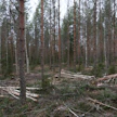 Ensiharvennusmetsissä kuitupuun ja karsitun rangan hintakilpajuoksu on tiukkenemassa.