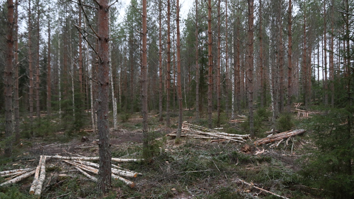 Ensiharvennusmetsissä kuitupuun ja karsitun rangan hintakilpajuoksu on tiukkenemassa.